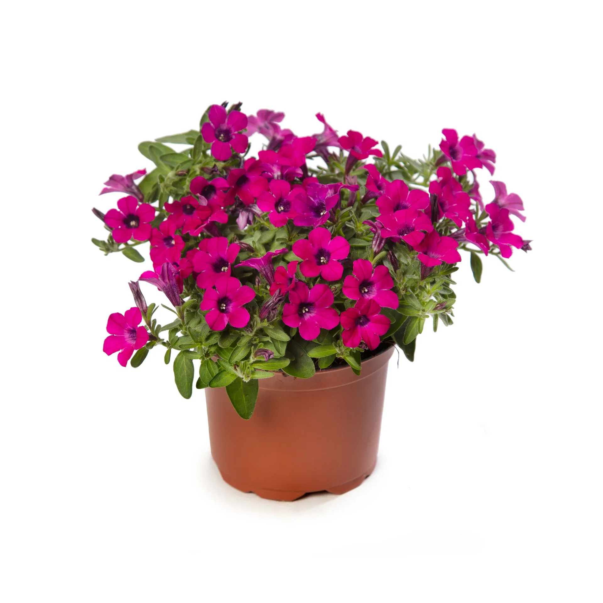 Petunia x hybrida 'Itsy' Magenta 12 cm Petunia ITSY Magenta Ø12 cm