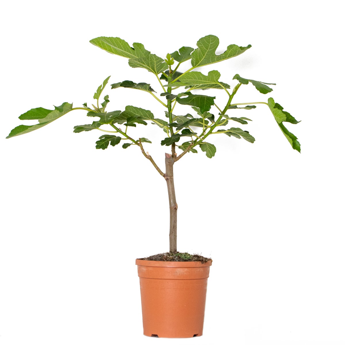 Ficus Carica – Vijgenboom – Fruitboom – Winterhard – ⌀17 cm – ↕60-70 cm