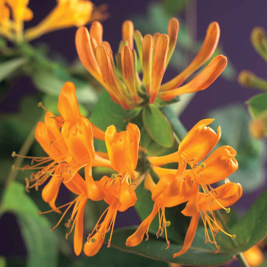 Kamperfoelie (Lonicera tellmanniana) D 16 H 75 cm