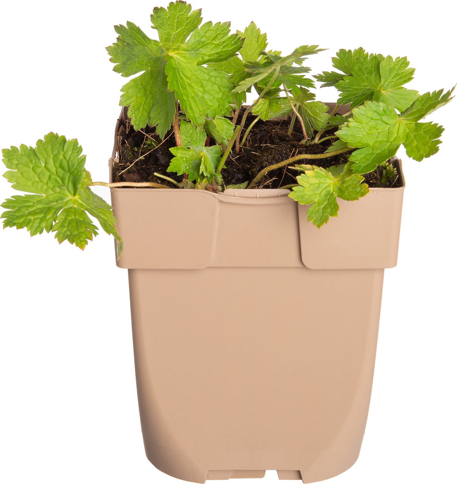 Donkere ooievaarsbek (Geranium phaeum) D 11 H 10 cm