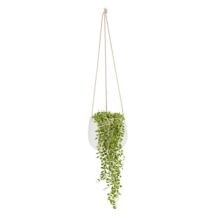 Séneçon de Rowley, pot en céramique suspendu, 13cm