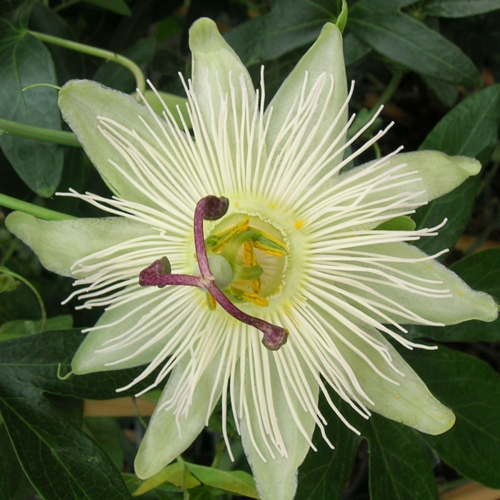 Passiflore caerulea constance elliot/passiflora caerulea constance elliot[-]godet - 5/20 cm