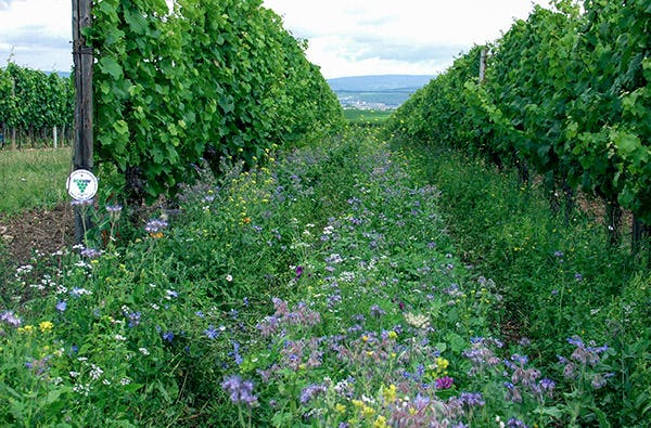 Weinbergwanderung Volxheim