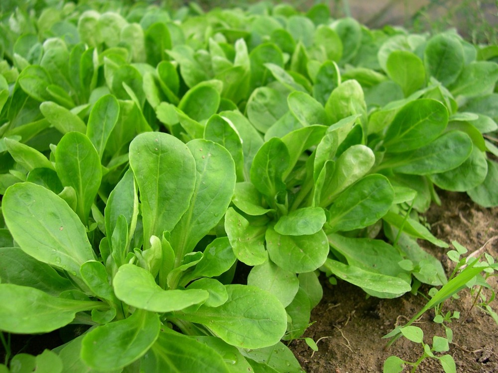 Sachet de graines de mâches a grosses graines de hollande - sachet de 3 grammes - petite entreprise française - made in france