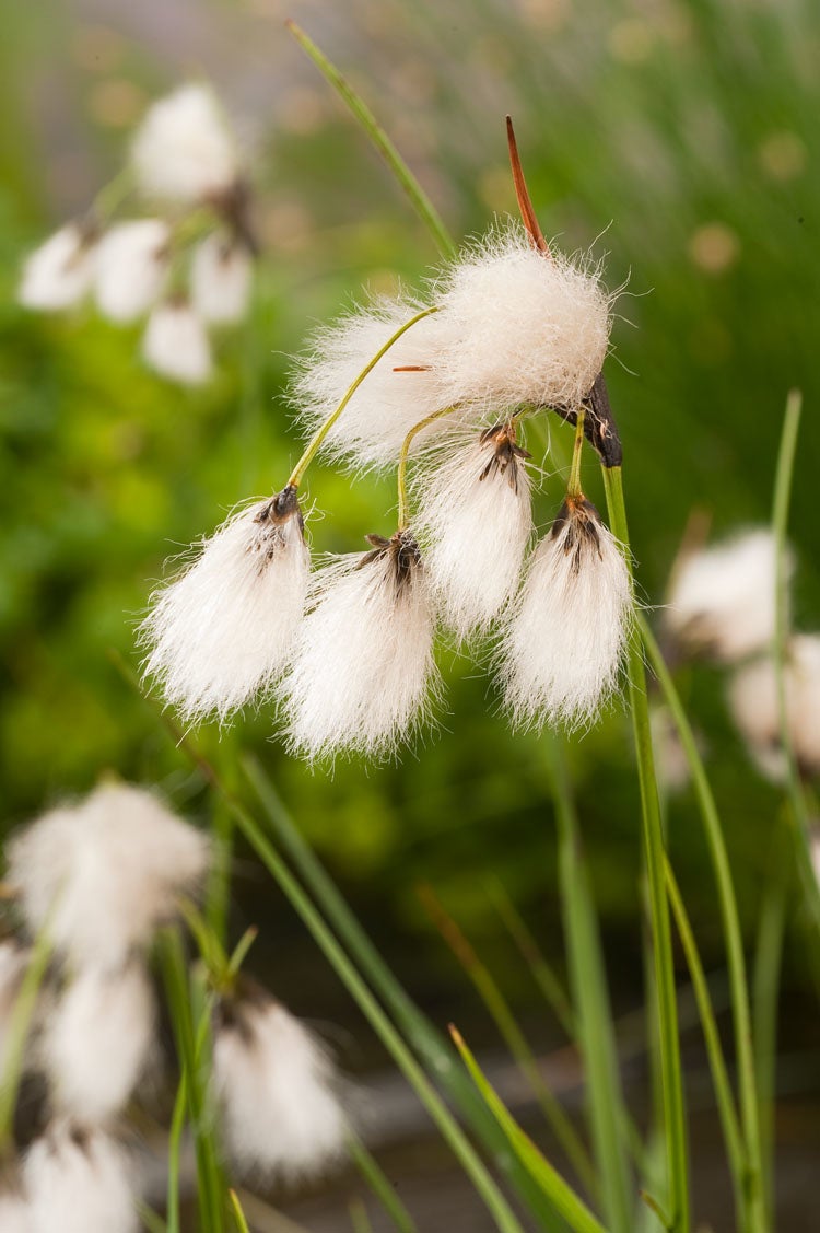 Veenpluis (Eriophorum angustifolium) D 9 H 20 cm