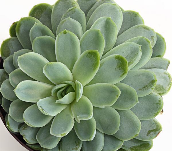 Echeverie - Echeveria Hybride, verschiedene