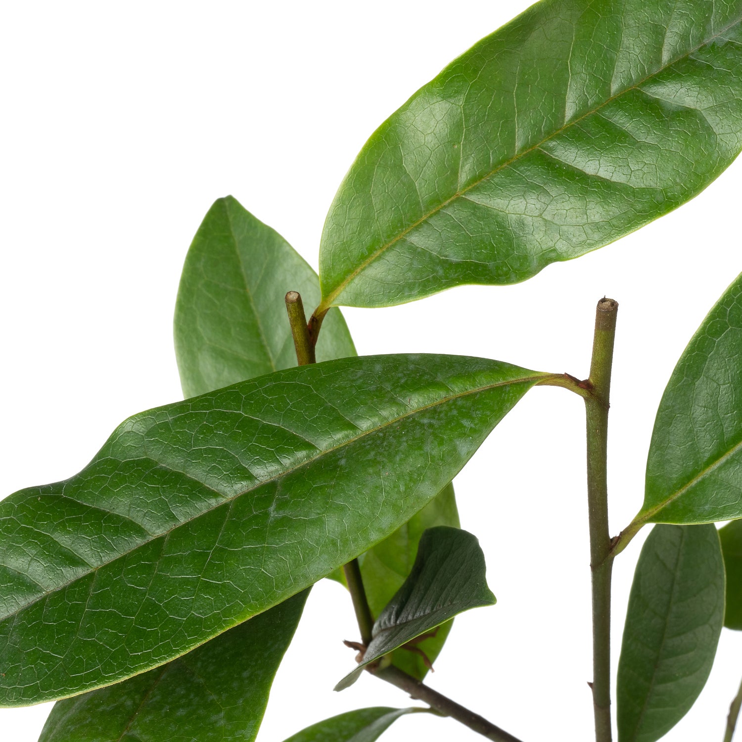 Bananenstruik (Michelia 'Fairy Magnolia Cream'®) D 13 H 20 cm