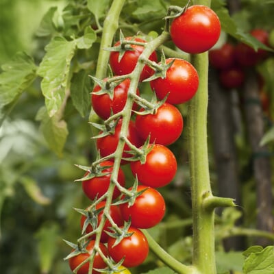 Gemüsesamen Tomaten besonders wohlschmeckend
