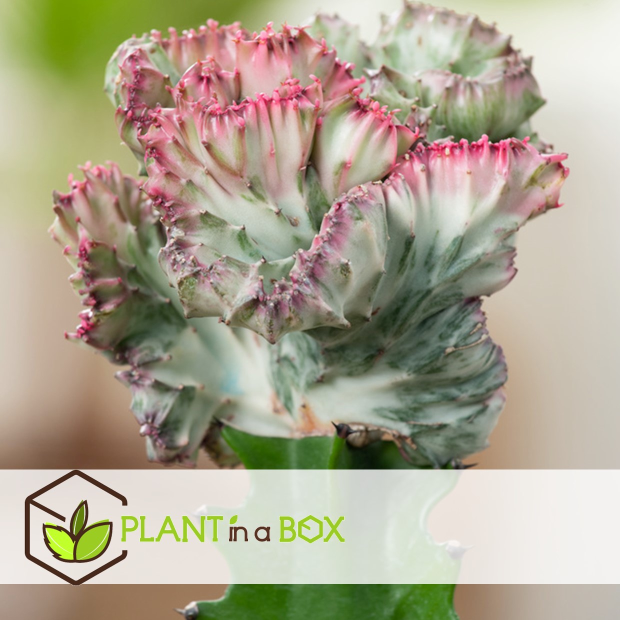 Euphorbia mix - mélange de 2 plantes - pot 12cm - hauteur 25-30cm