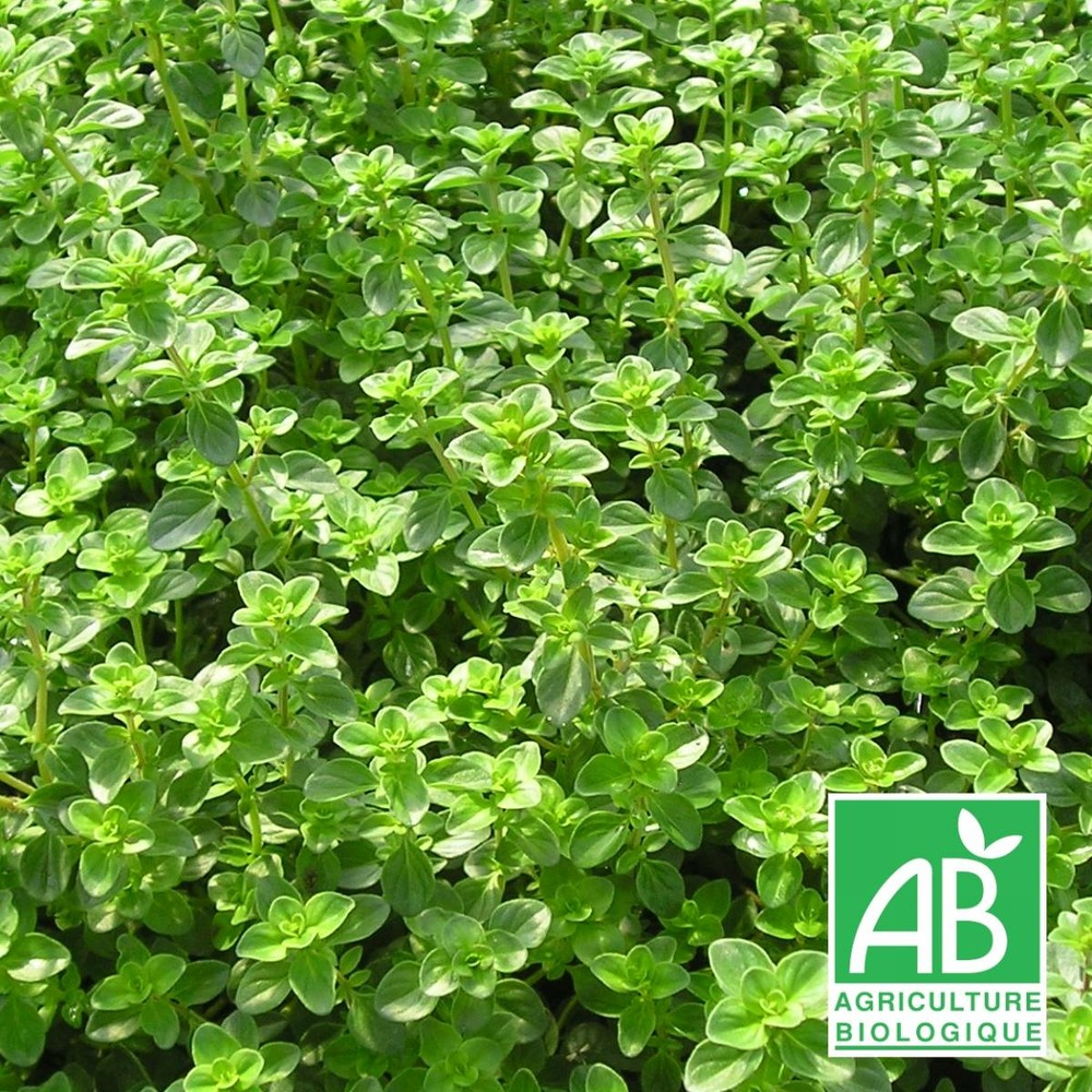 Thym tabor bio/thymus pulegioides tabor[-]lot de 9 godets