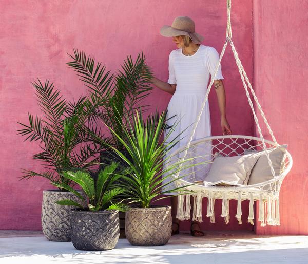 Keulenlilie - Dracaena indivisa