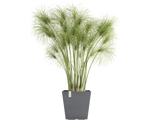 Ecopots Rotterdam kunststof plantenbak, 25,2 x 25,2 x 24,5 cm, grijs
