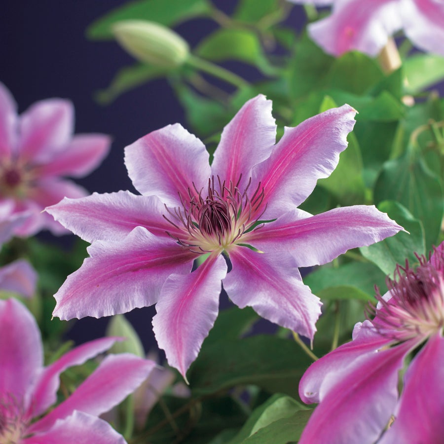 Bosrank (Clematis 'Nelly Moser') D 23 H 210 cm