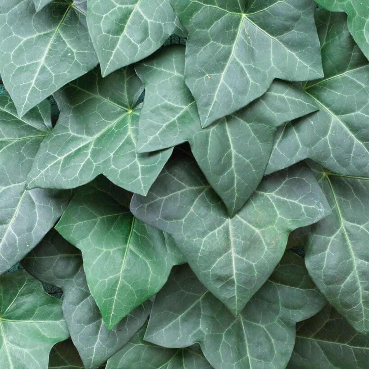 Bloomique – Set van 2 – Hedera Hibernica – Grootbladige klimop – Groenblijvend – Klimplanten – Tuinplanten – Winterhard – Potmaat 15 cm – 70–80 cm hoog