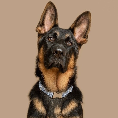 Coleira para cães Baona Zanzibar branca e azul