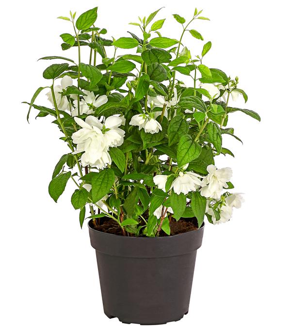 Gefüllter Gartenjasmin 'Snowbelle'