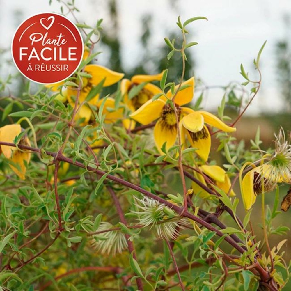Clématite 'orange peel' - clematis orientalis 3l