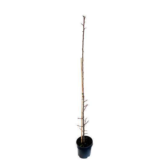 Prunier colonnaire Toronto®