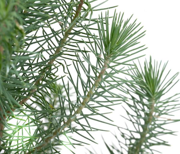 Pinie 'Silver Crest'