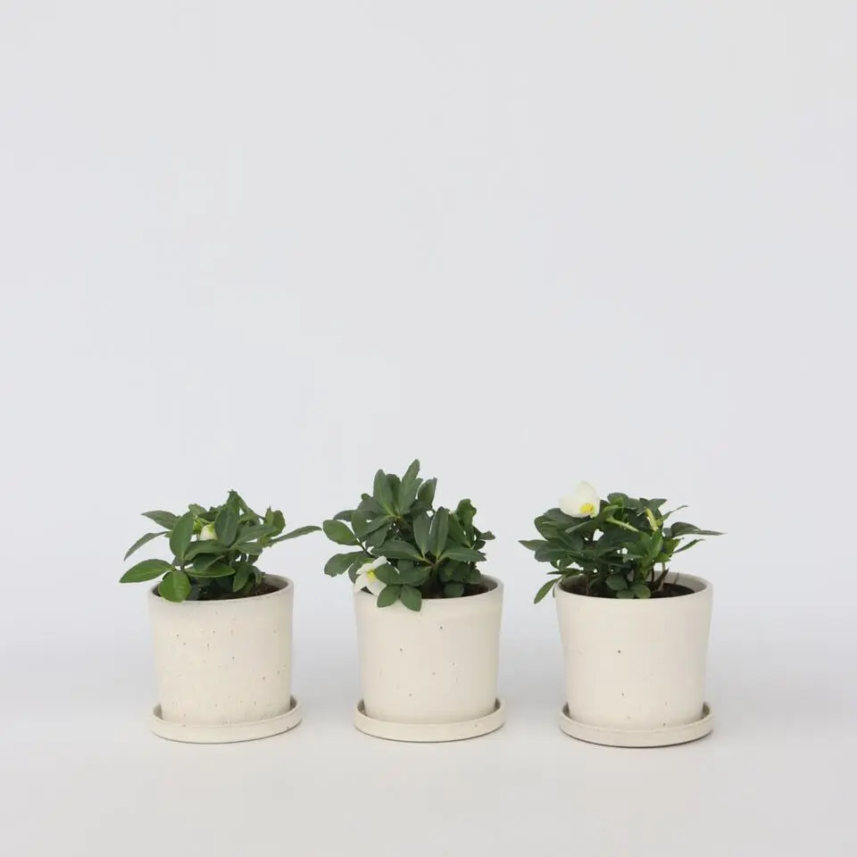 Kerstroos - Set van 6 - Helleborus niger 'Mont Blanc' - Hoogte 20-30cm - ⌀12cm