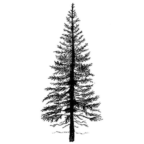 Lavinia Stempel, Fir Tree 1