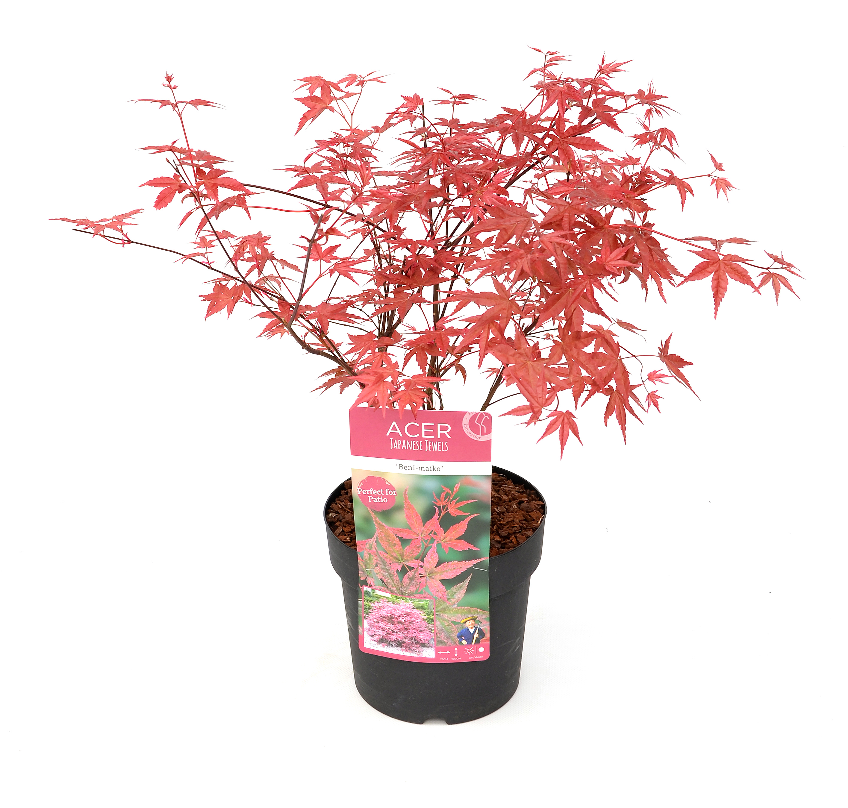 Acer palmatum 'beni maiko' - érable du japon - pot 19cm - hauteur 60-70cm