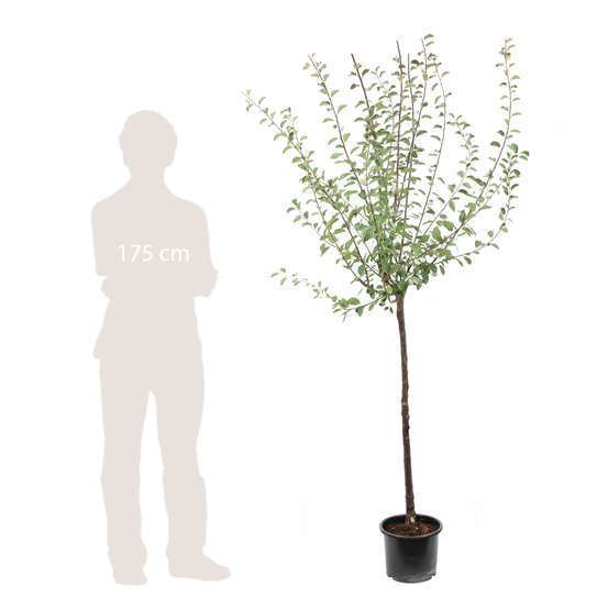 Prunier Mirabelle : ½ tige, 4-5 ans, H 170-180 cm