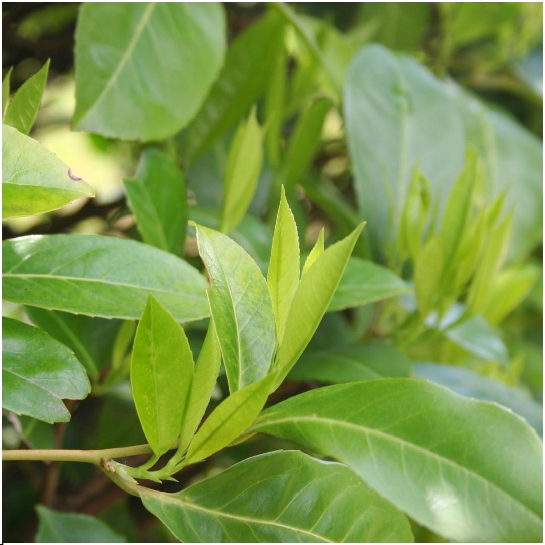 Prunus laurocerasus 'novita' - lot de 6