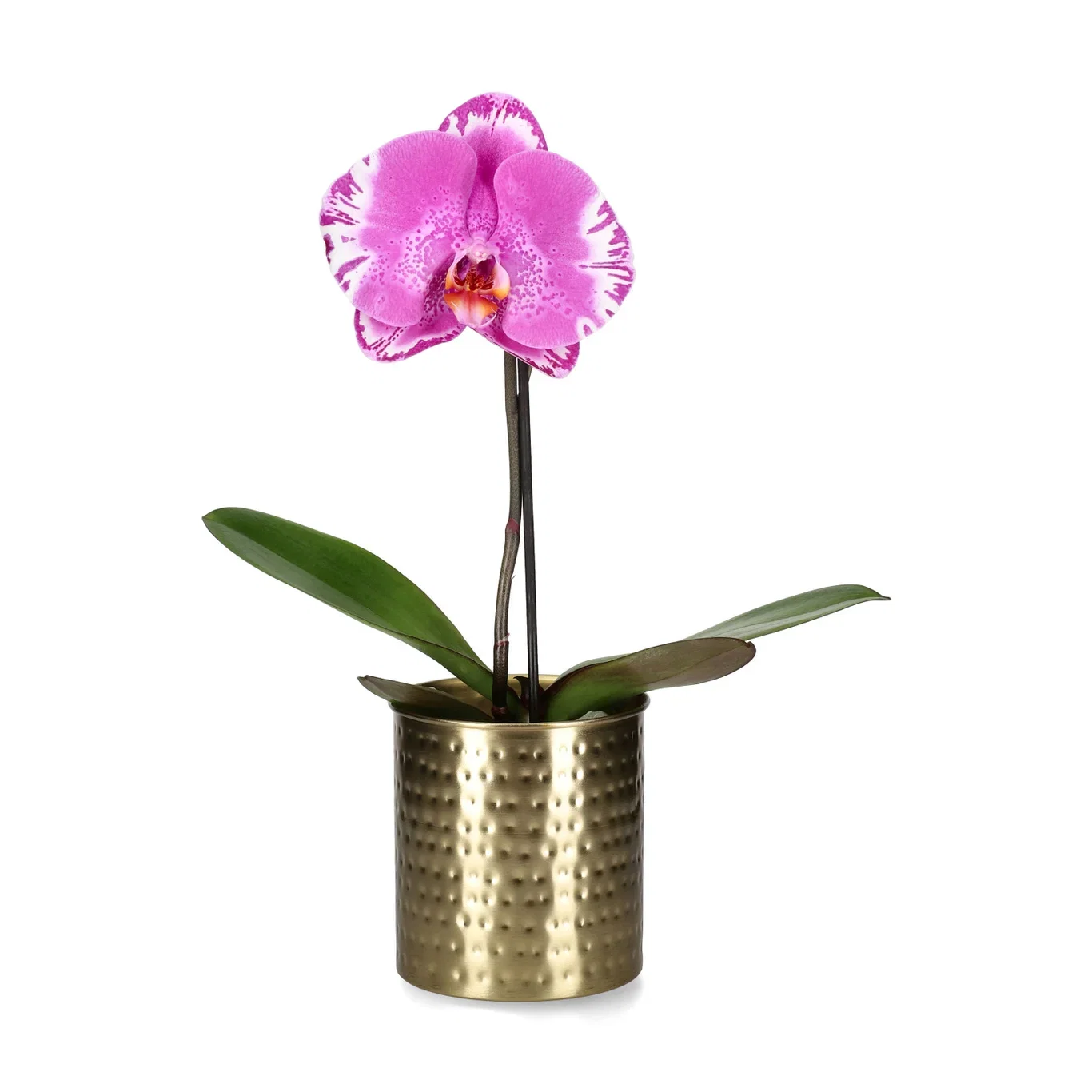 Potte Oana Ø11 cm