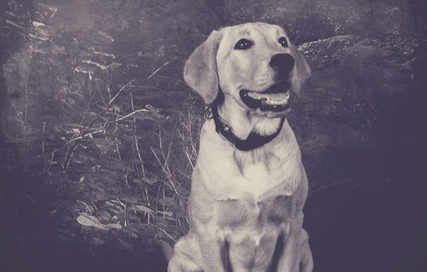 Fotoshooting Tiere in Niederwinkling als besonderes Geschenk