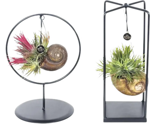 Tillandsie, Louisiana mos op metalen standaard FloraSelf H ca. 25 cm