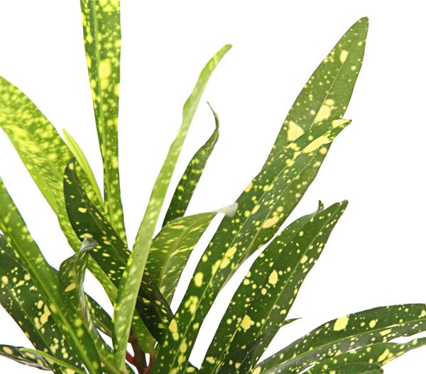 Wunderstrauch - Codiaeum variegatum,