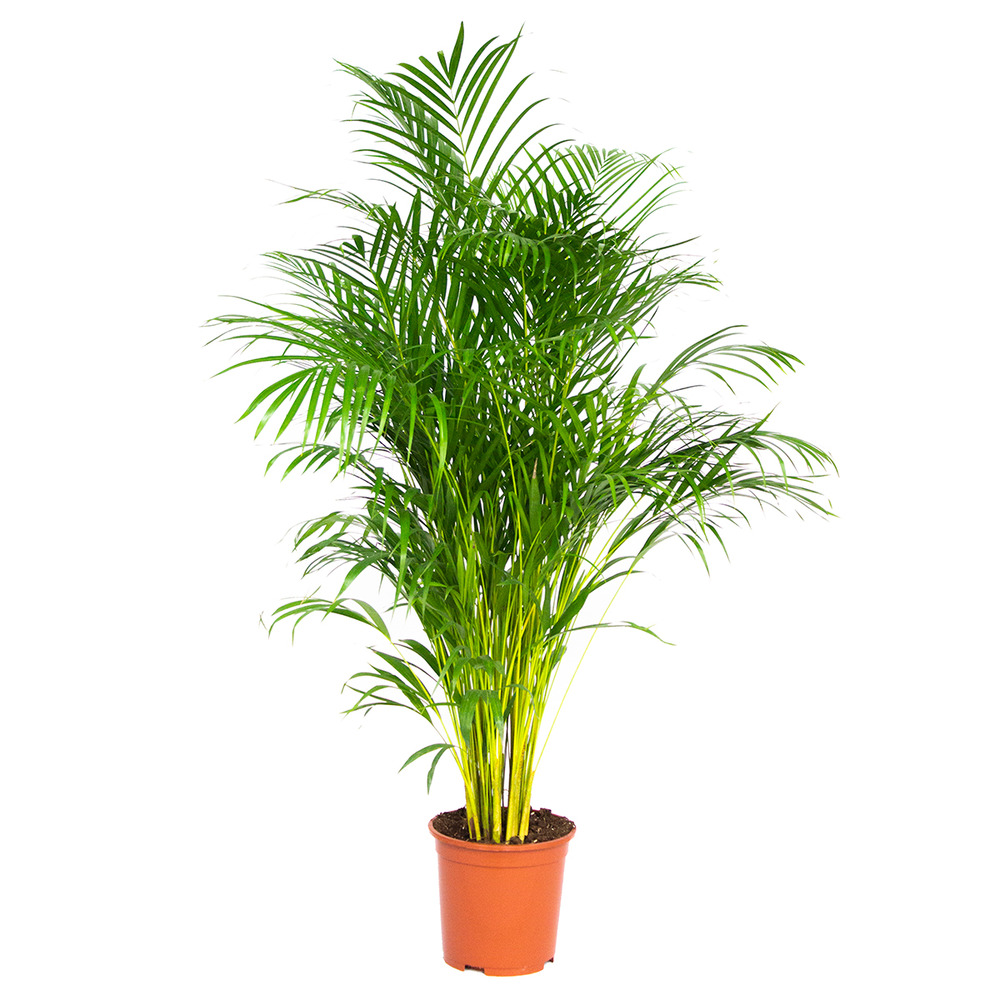 Dypsis lutescens - palmier dorés - plante d'intérieur - entretien facile – ⌀24 cm - ↕140-150 cm