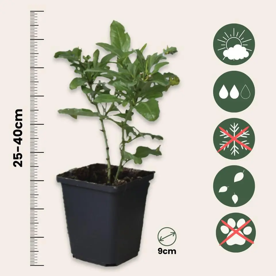 Mannentrouw - Set van 3 - Plumbago auriculata - Hoogte 25-40cm - ⌀9cm
