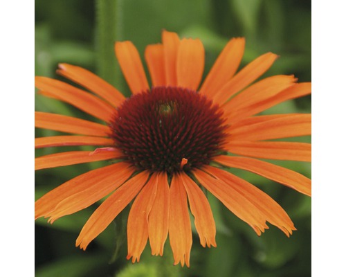 Zonnehoed Mix FloraSelf Echinacea purpurea H 30-40 cm Co 5 L diverse soorten