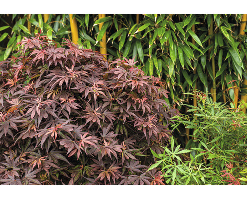 Japanse esdoorn Acer palmatum 'Shaina' H 50-60 cm Co 3 L