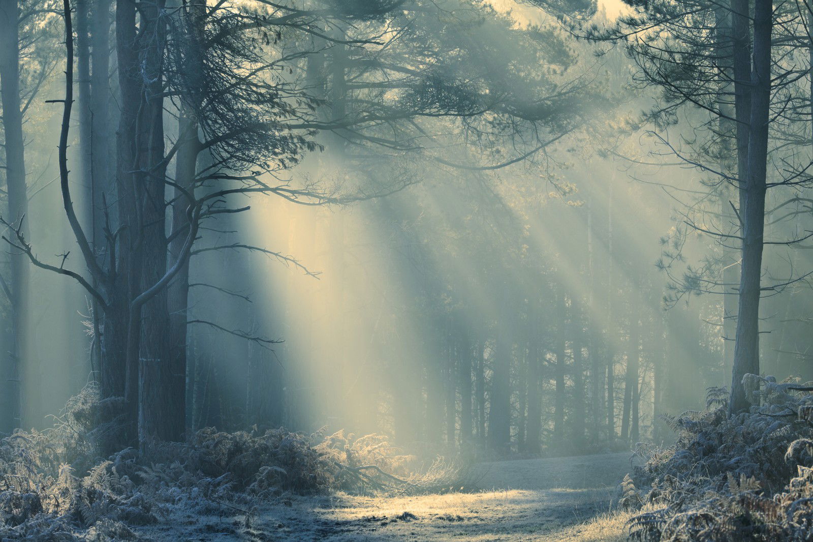 Forest Light by David Baker - Limited Edition. Edition of: 150. Signed.