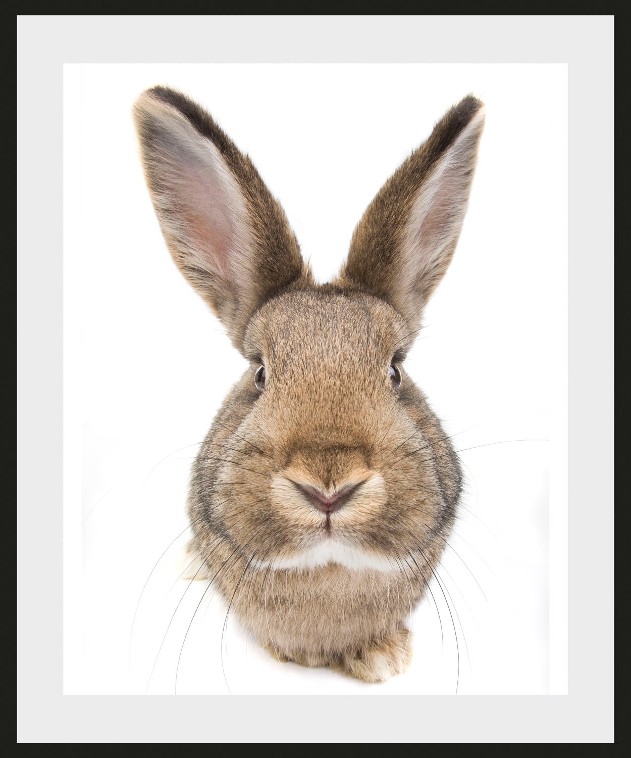 queence Bild »Algot« Foto | Haustiere | Kunst 1 Stk. tlg. HD Premium Poster-Druck inkl. Holzrahmen