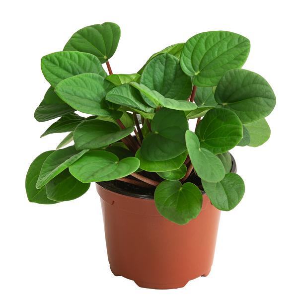 Peperomie - Peperomia albovittatta 'Rana