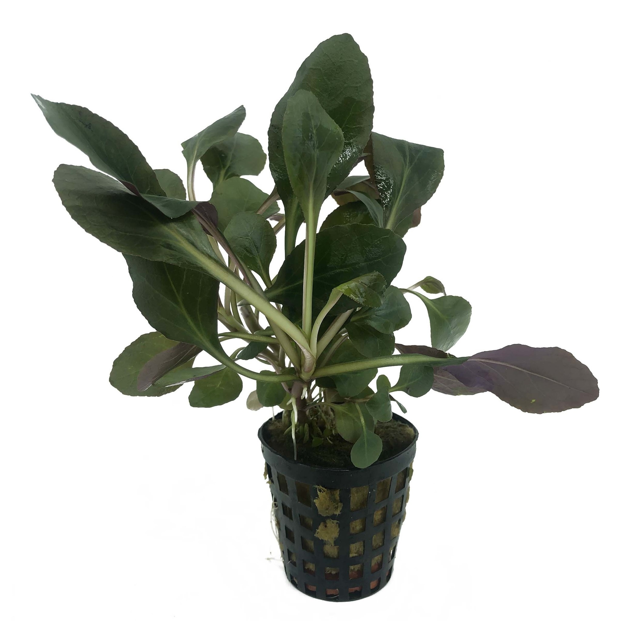 AquastoreXL Plantenpakket Medium 1 | Aquariumplanten