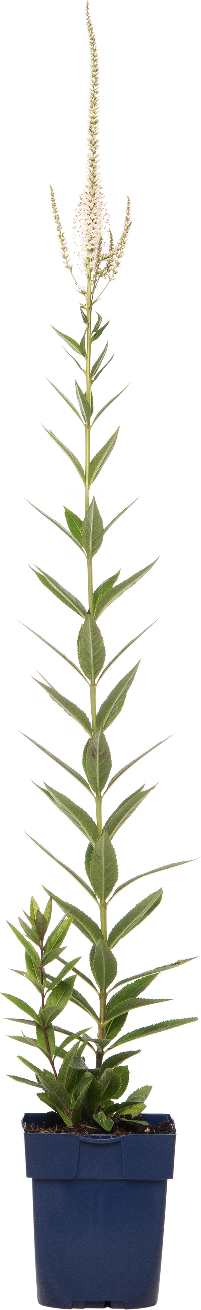 Virginische ereprijs (Veronicastrum virginicum 'Album') D 9 H 15 cm