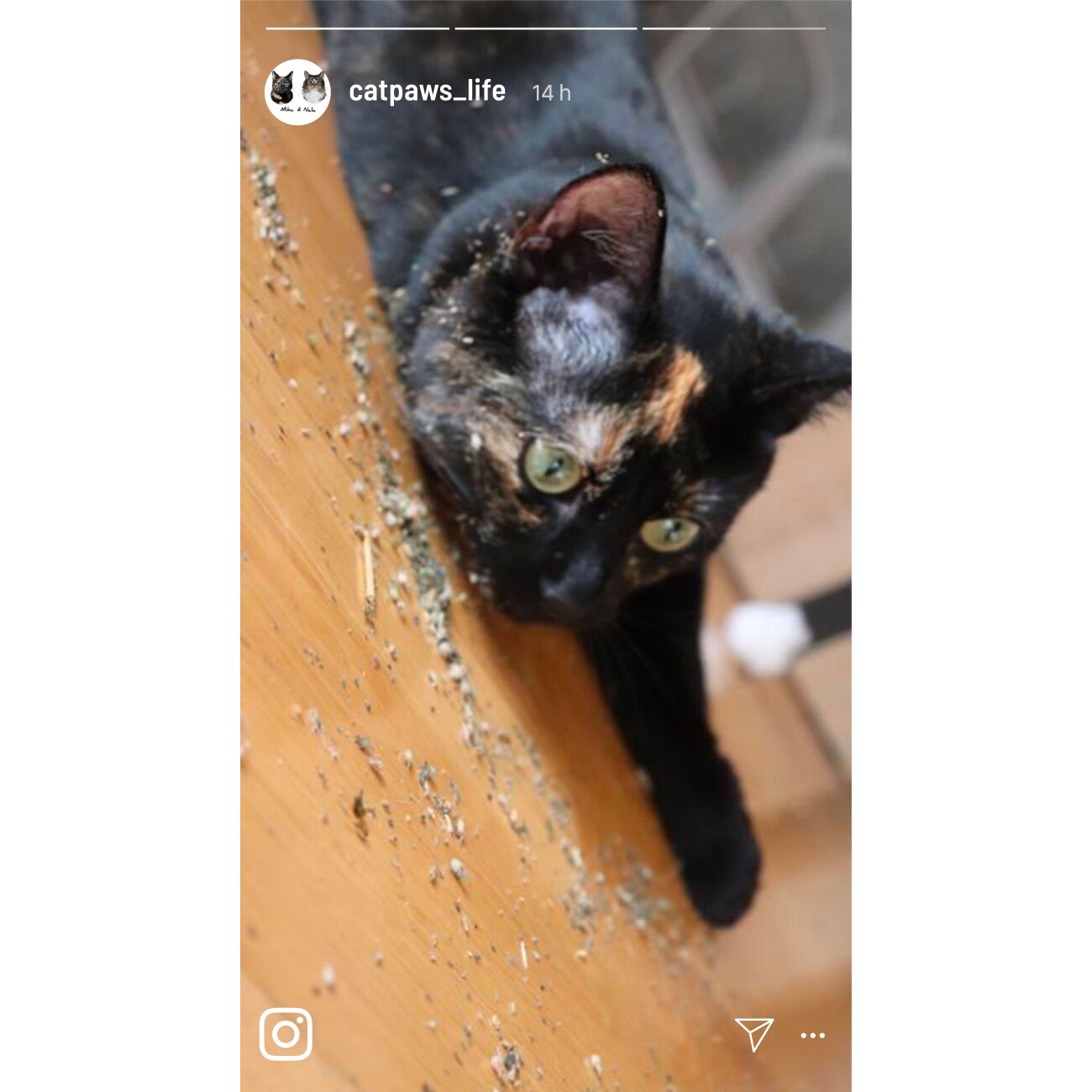 Kater Kasimir Katzenminze (Catnip) im 30g Beutel (getrocknet, geschnitten und gesiebt)