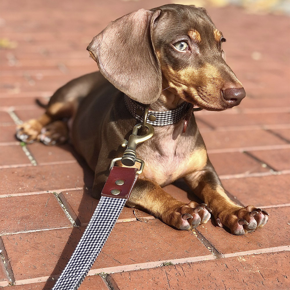 Ladran Gaucho Correa Milo feito à mão para cães