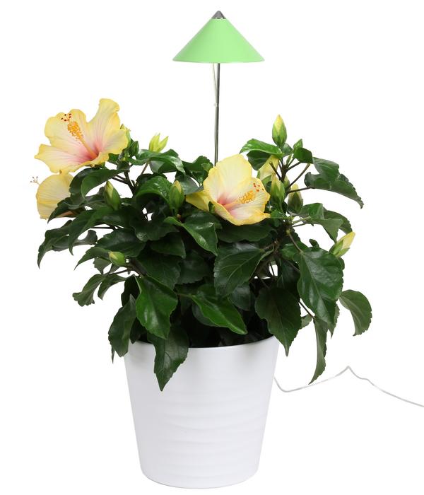 Venso LED-Pflanzenlampe