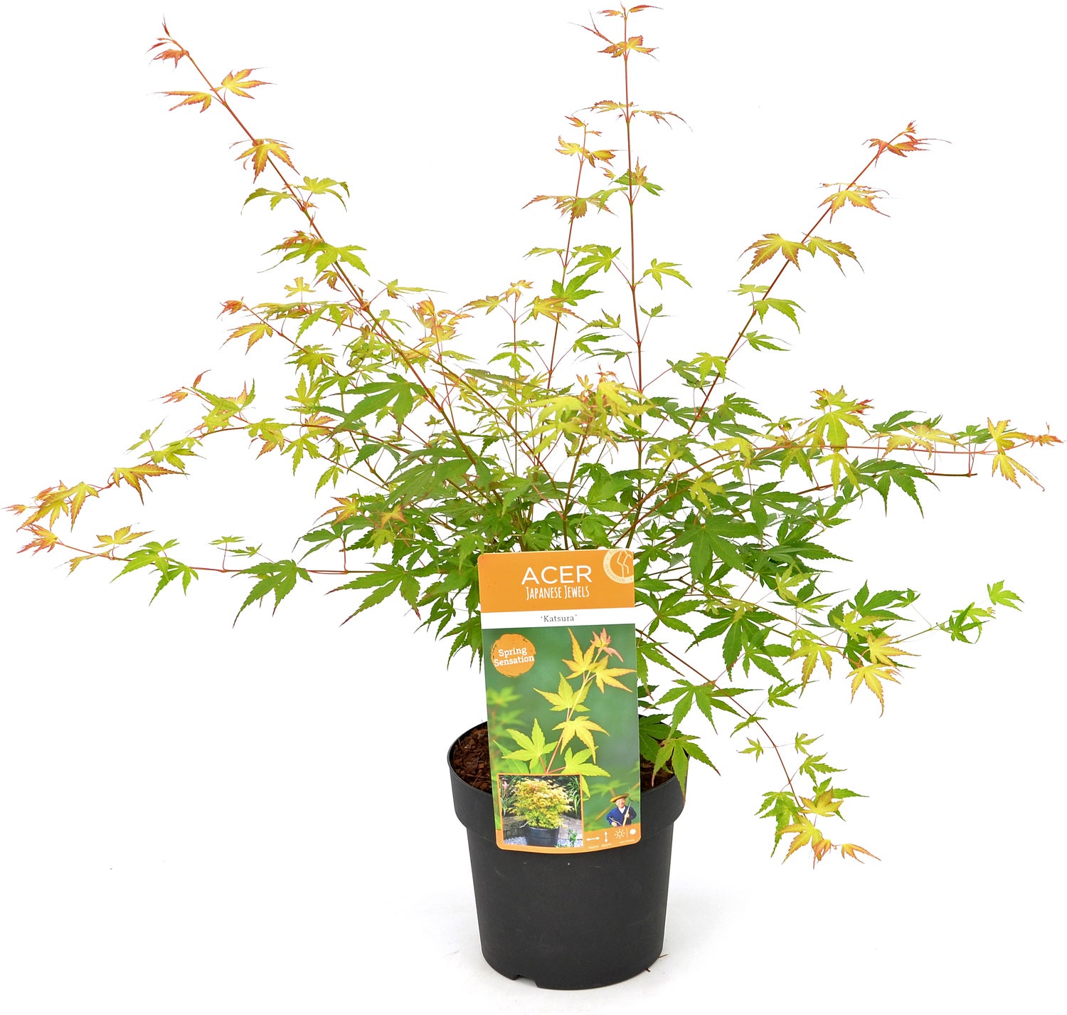 Japanse Esdoorn (Acer palmatum 'Katsura') D 19 H 40 cm