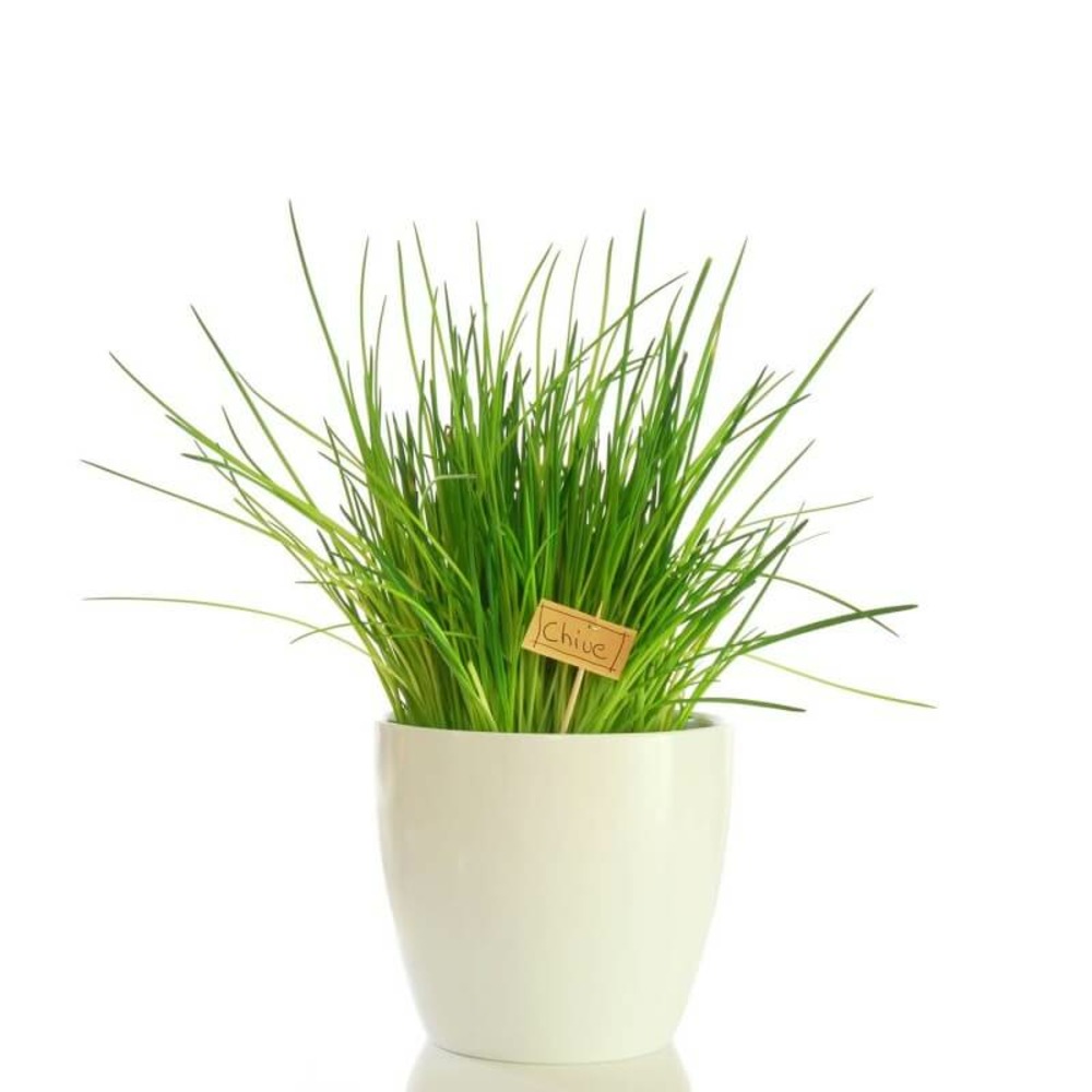 Ciboulette (allium schoenoprasum) - godet - taille 10cm