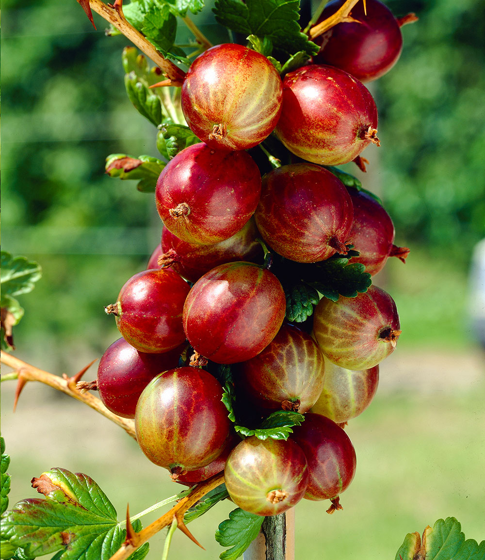 Rote Säulen-Stachelbeere