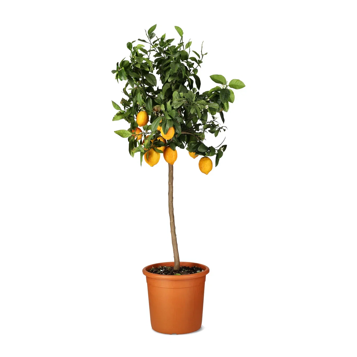 Citrus x meyer Meyersitron Høyde 160 cm