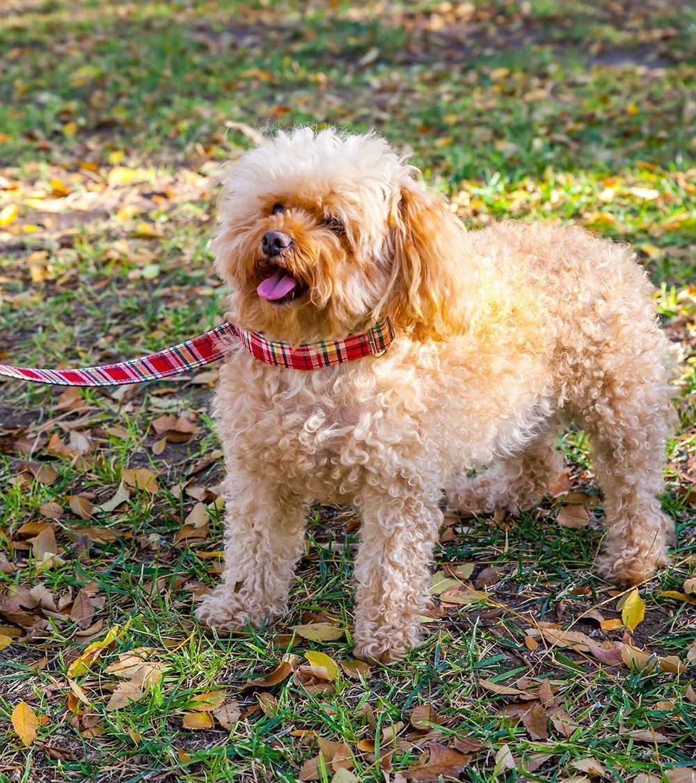 Coleira engraçada Pamppy com estampa xadrez vermelha para cães