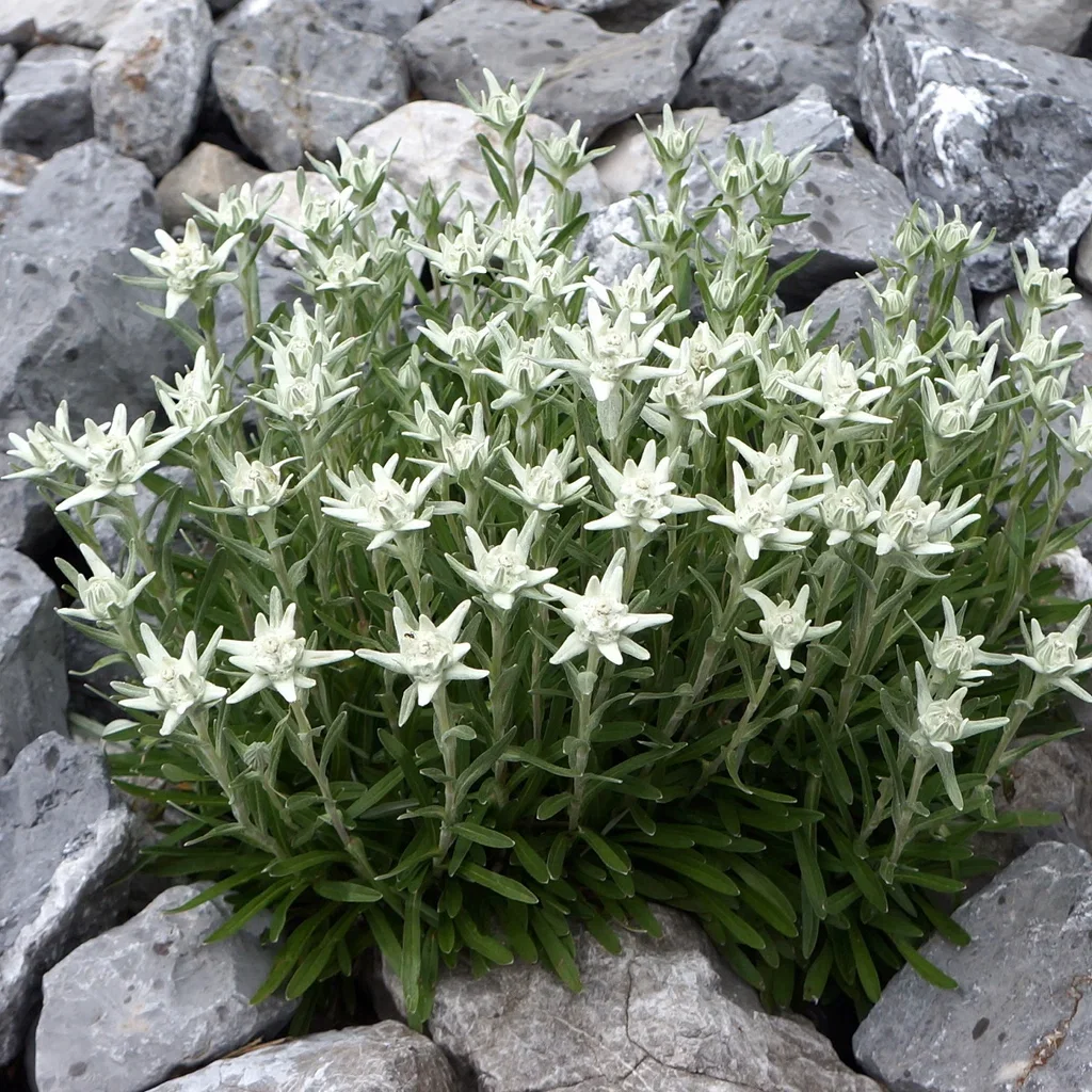 Leontopodium alpinum Alpe edelweiss Ø11 cm